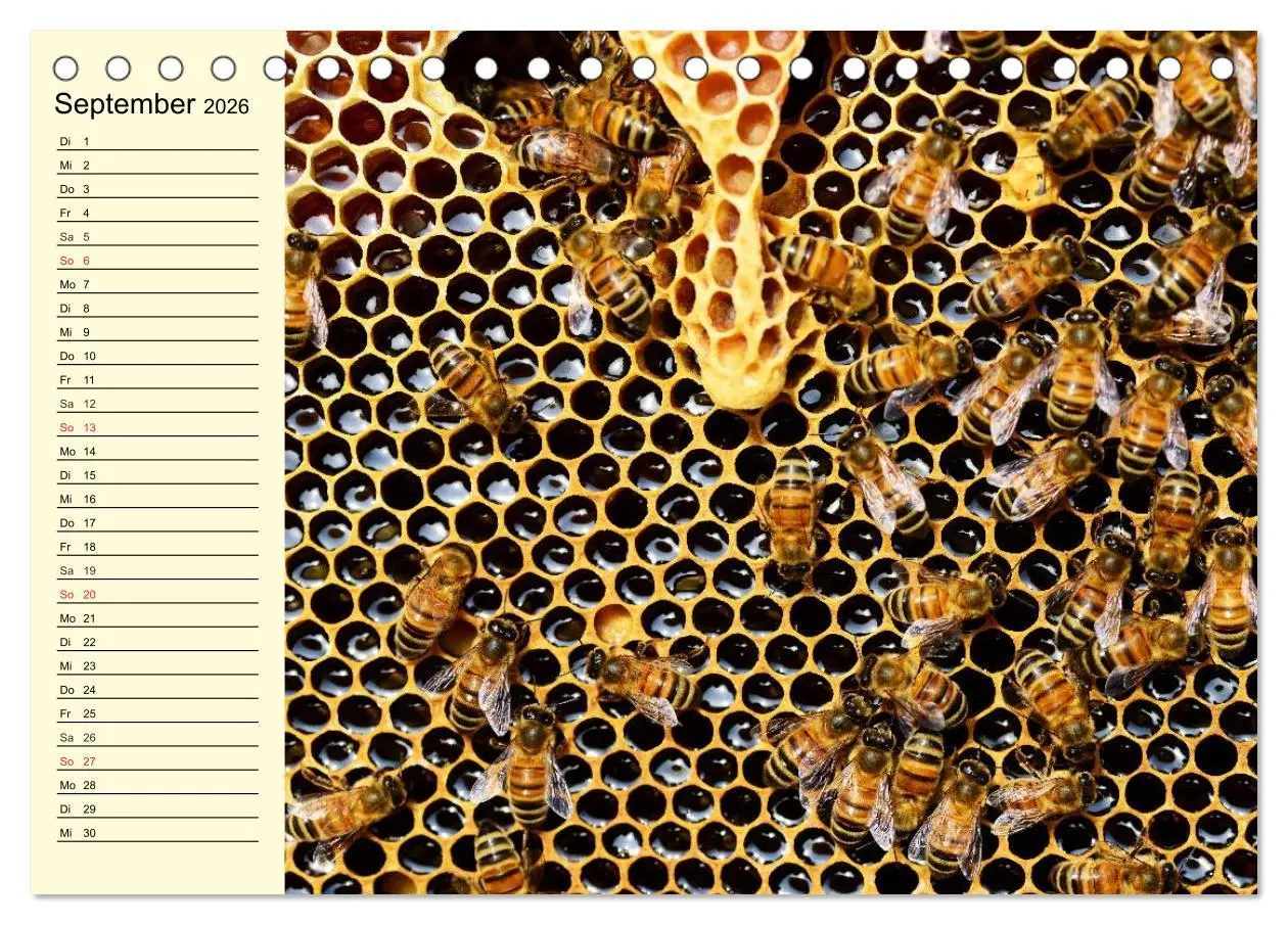 Bild: 9783457982792 | Fleißige Bienen. Von der Blüte bis zum Honig (Tischkalender 2026...