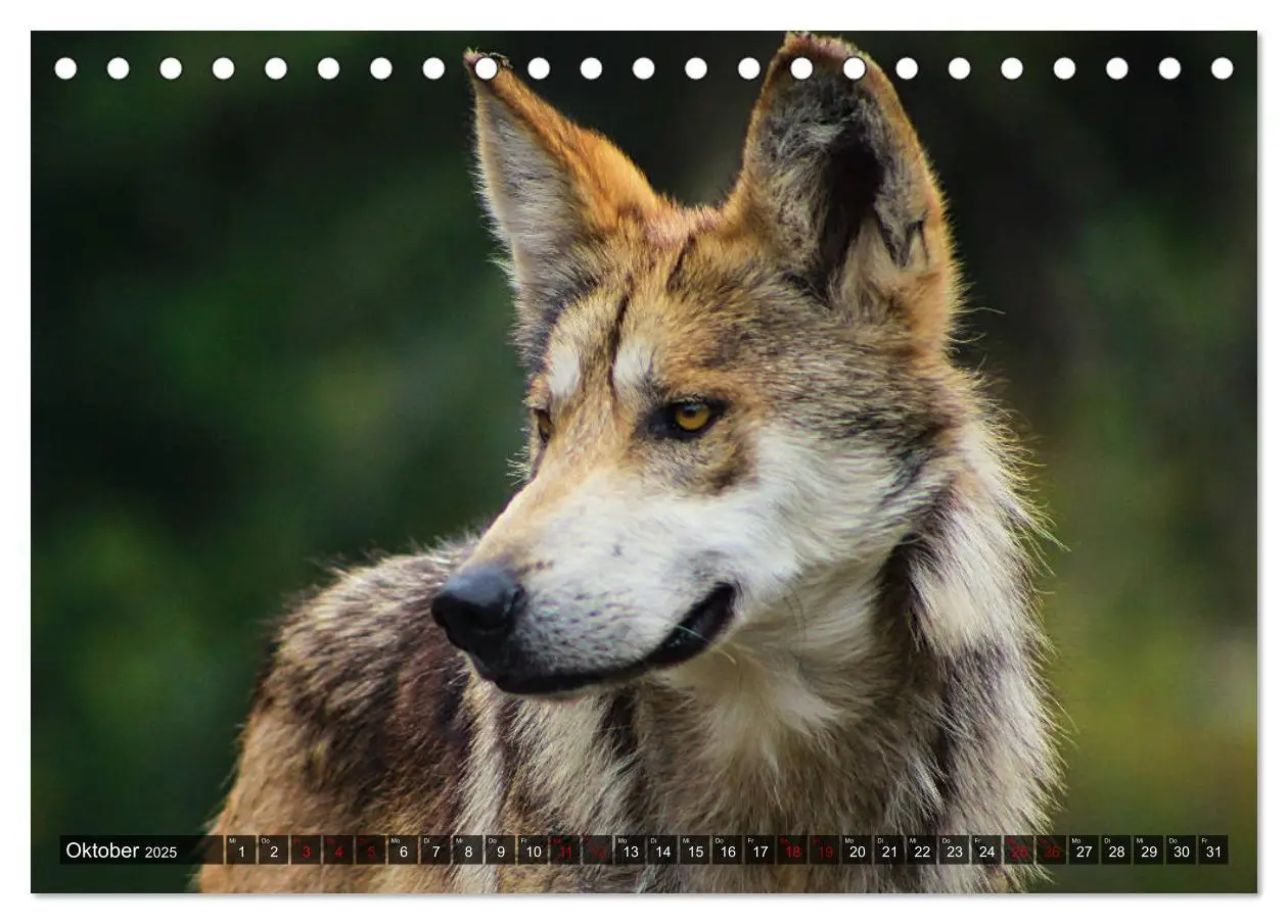 Bild: 9783435262892 | Begegnung mit dem Wolf (Tischkalender 2025 DIN A5 quer), CALVENDO...