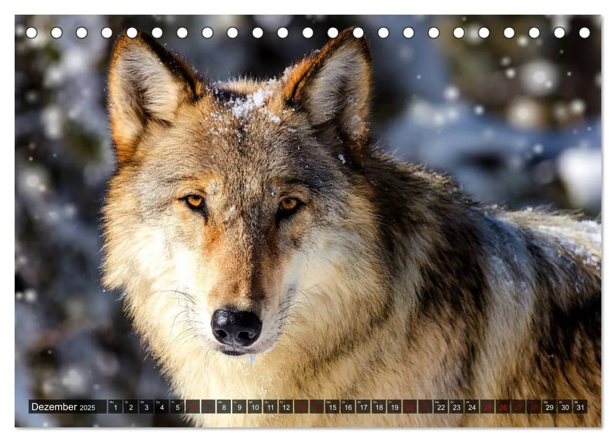 Bild: 9783435262892 | Begegnung mit dem Wolf (Tischkalender 2025 DIN A5 quer), CALVENDO...