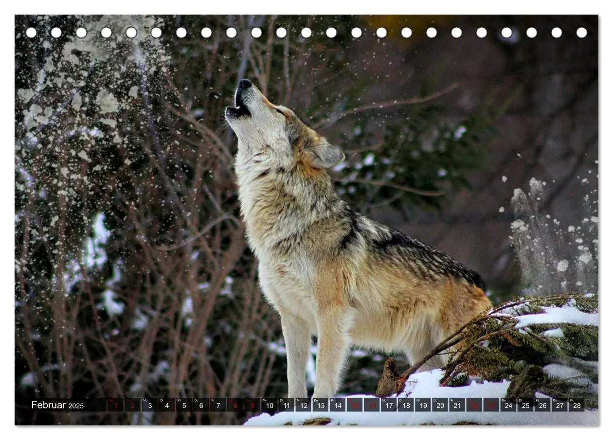 Bild: 9783435262892 | Begegnung mit dem Wolf (Tischkalender 2025 DIN A5 quer), CALVENDO...