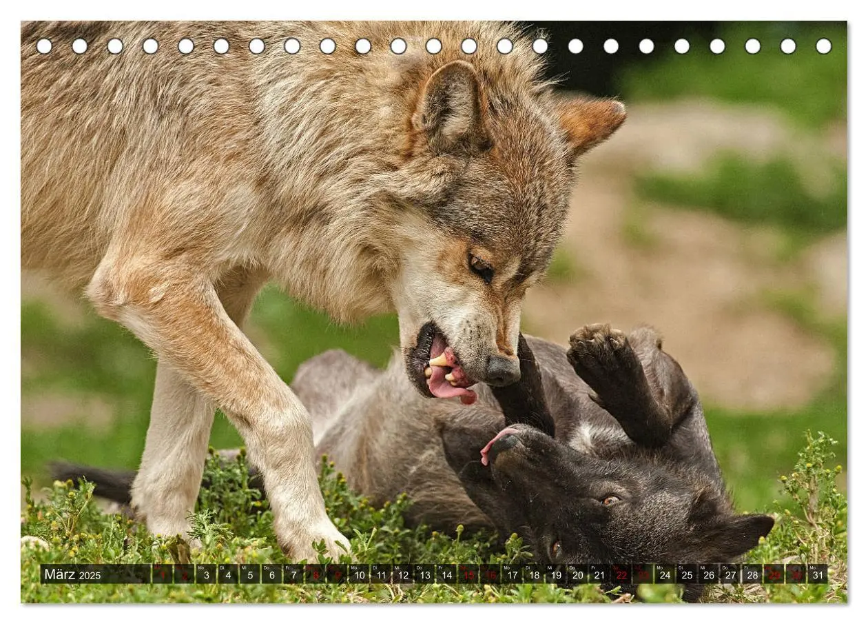 Bild: 9783435262892 | Begegnung mit dem Wolf (Tischkalender 2025 DIN A5 quer), CALVENDO...