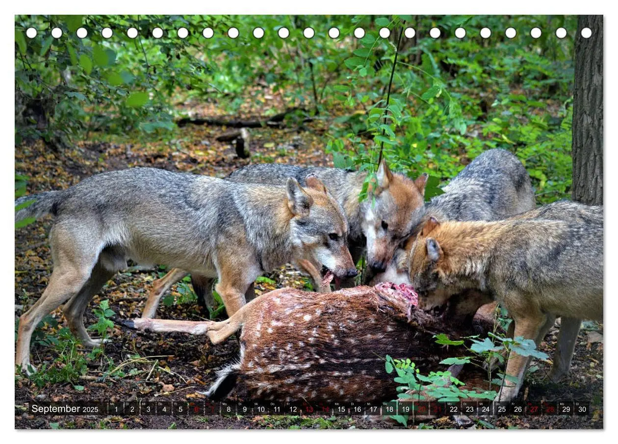 Bild: 9783435262892 | Begegnung mit dem Wolf (Tischkalender 2025 DIN A5 quer), CALVENDO...