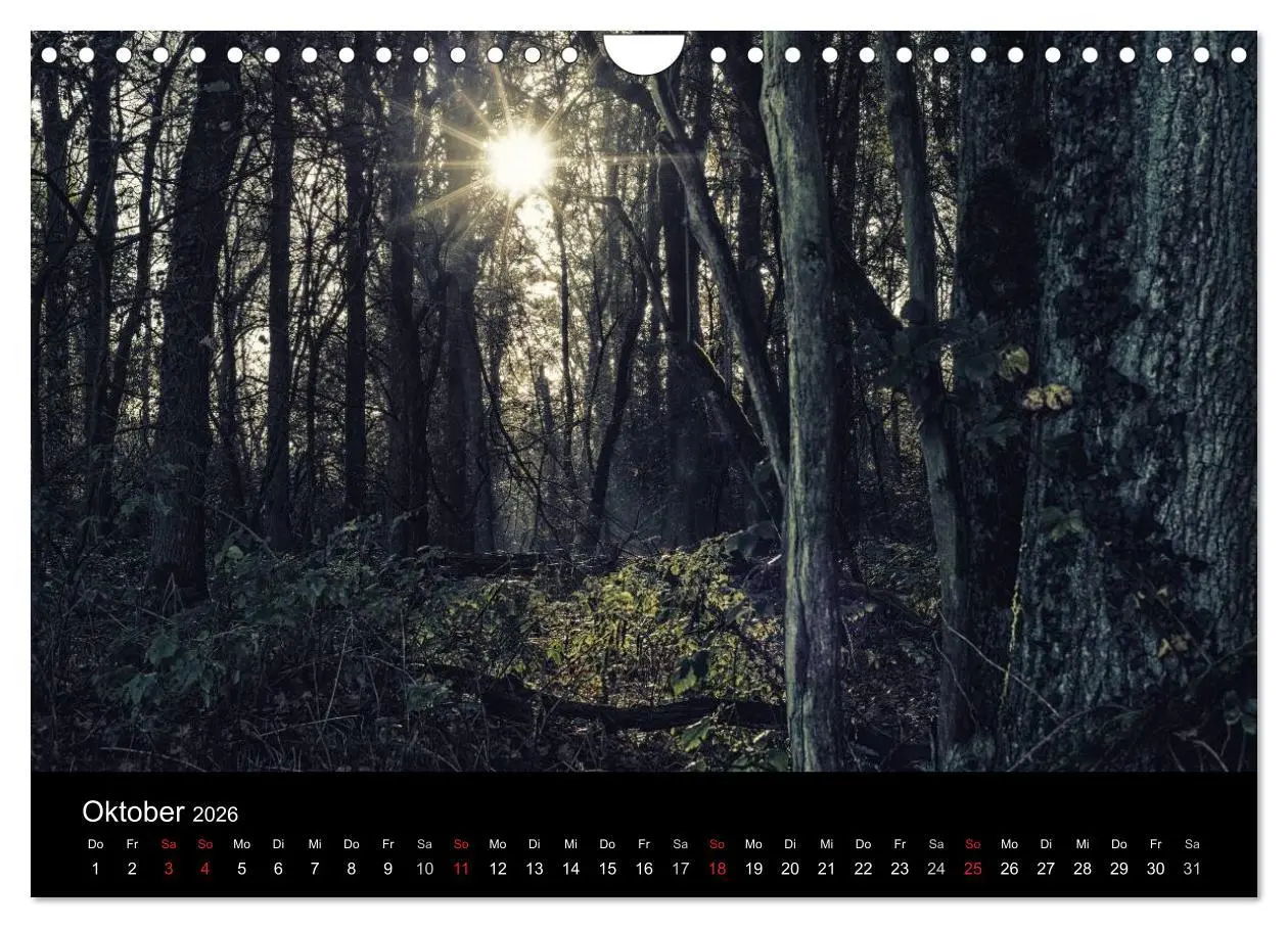 Bild: 9783457972892 | Mystische Wälder (Wandkalender 2026 DIN A4 quer), CALVENDO...