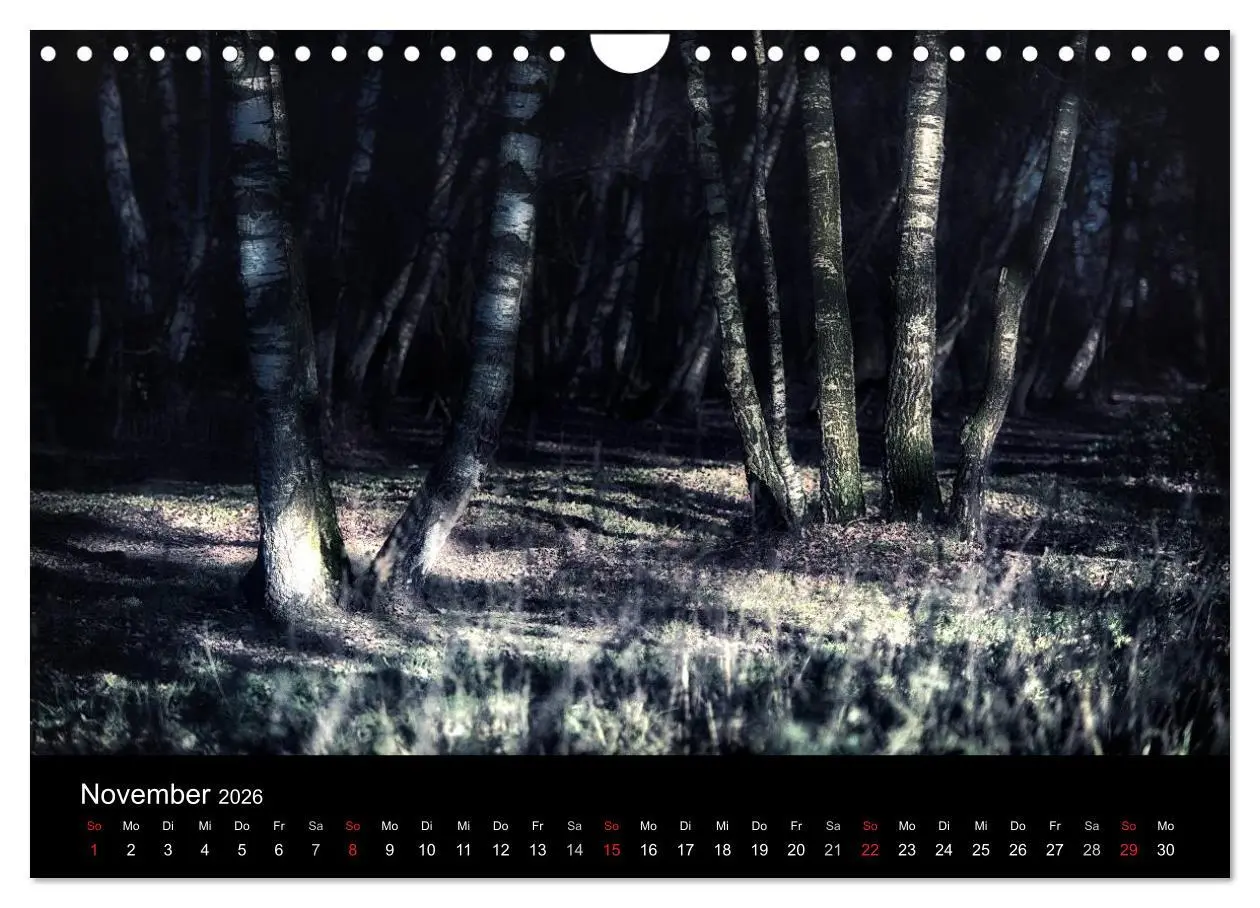 Bild: 9783457972892 | Mystische Wälder (Wandkalender 2026 DIN A4 quer), CALVENDO...