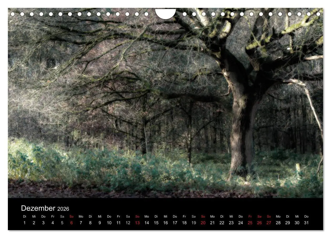 Bild: 9783457972892 | Mystische Wälder (Wandkalender 2026 DIN A4 quer), CALVENDO...