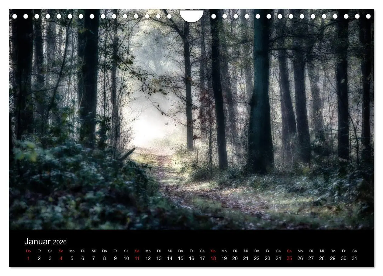 Bild: 9783457972892 | Mystische Wälder (Wandkalender 2026 DIN A4 quer), CALVENDO...