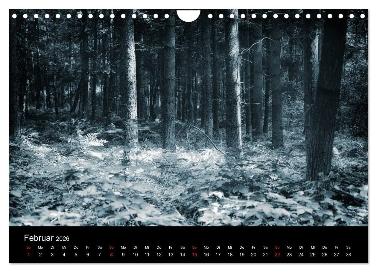 Bild: 9783457972892 | Mystische Wälder (Wandkalender 2026 DIN A4 quer), CALVENDO...