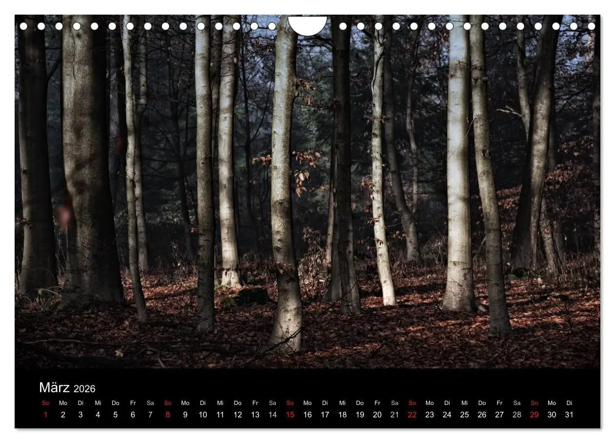 Bild: 9783457972892 | Mystische Wälder (Wandkalender 2026 DIN A4 quer), CALVENDO...
