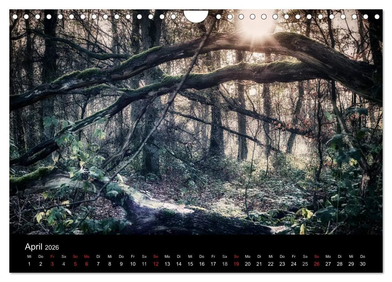 Bild: 9783457972892 | Mystische Wälder (Wandkalender 2026 DIN A4 quer), CALVENDO...