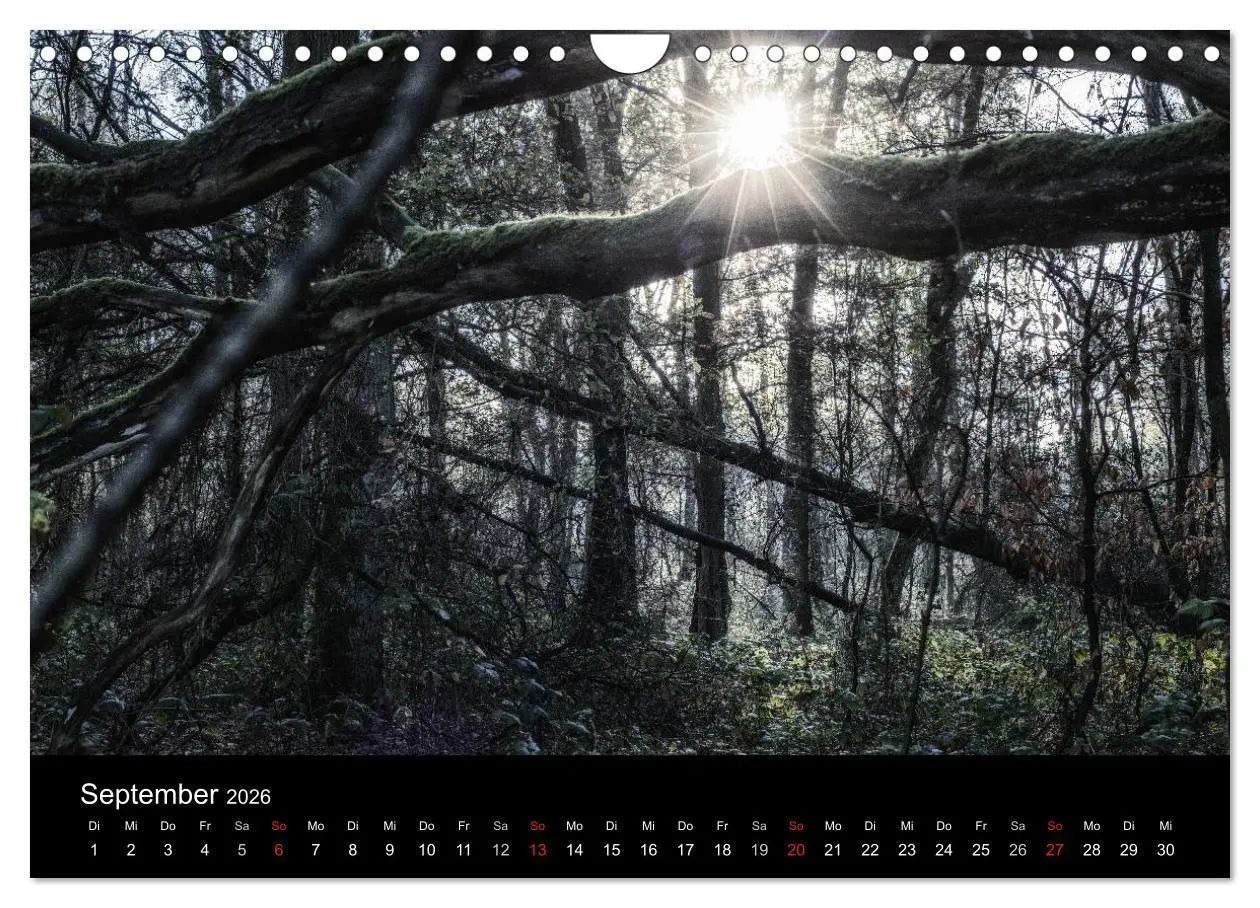 Bild: 9783457972892 | Mystische Wälder (Wandkalender 2026 DIN A4 quer), CALVENDO...