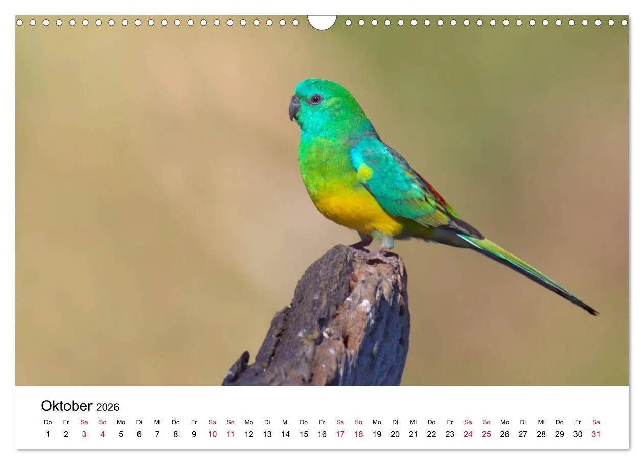 Bild: 9783516062892 | Australische Papageien (Wandkalender 2026 DIN A3 quer), CALVENDO...