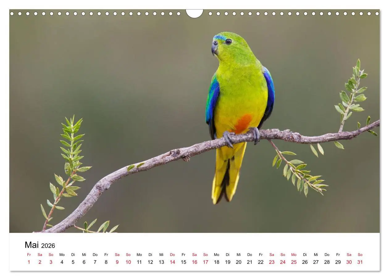 Bild: 9783516062892 | Australische Papageien (Wandkalender 2026 DIN A3 quer), CALVENDO...