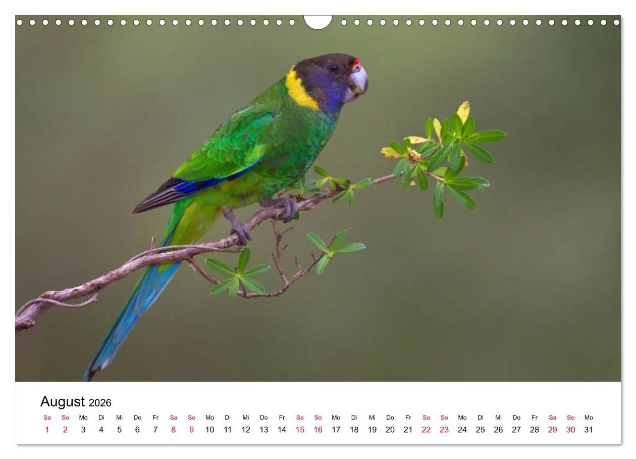 Bild: 9783516062892 | Australische Papageien (Wandkalender 2026 DIN A3 quer), CALVENDO...