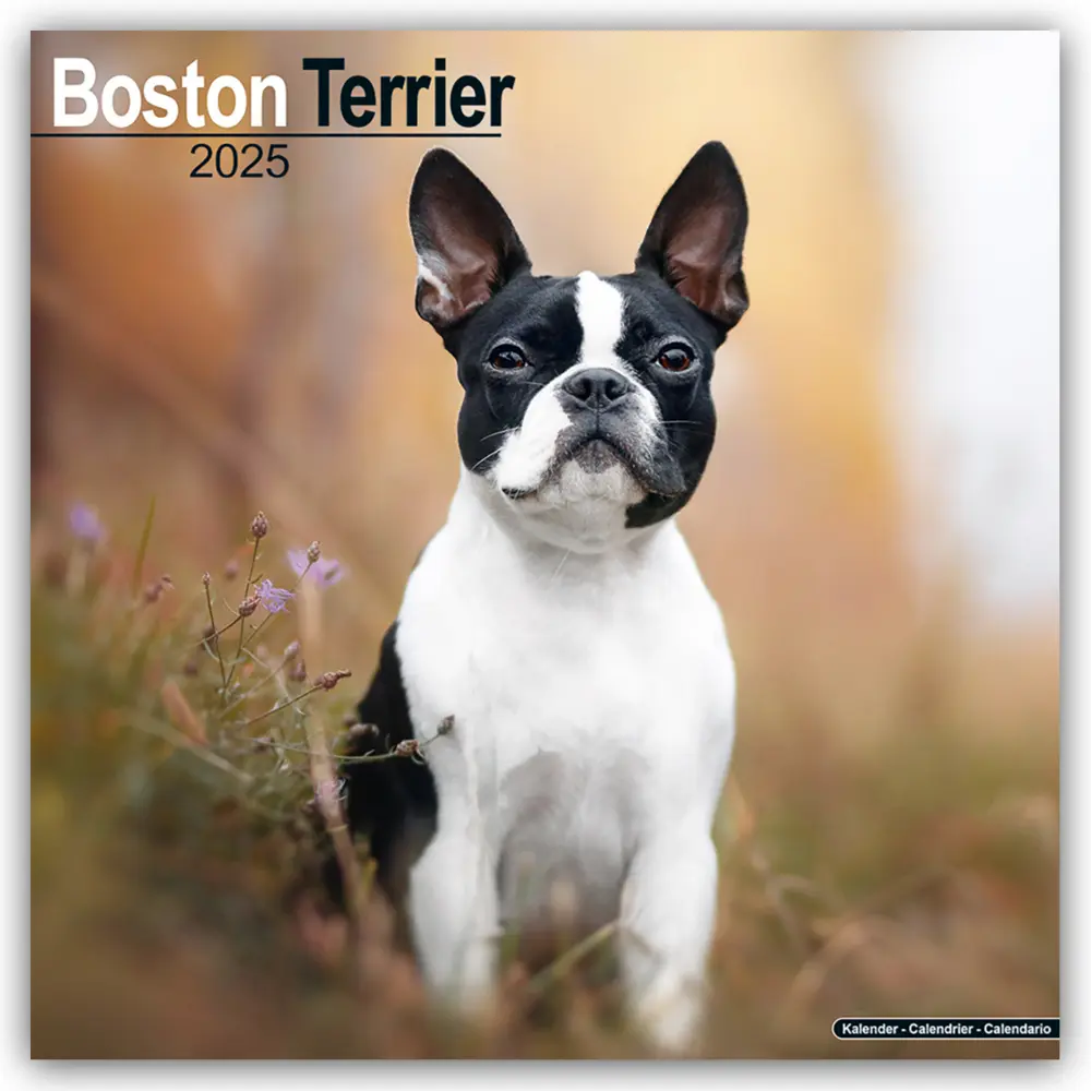 Cover: 9781804603192 | Boston Terrier 2025 - 16-Monatskalender | Avonside Publishing Ltd
