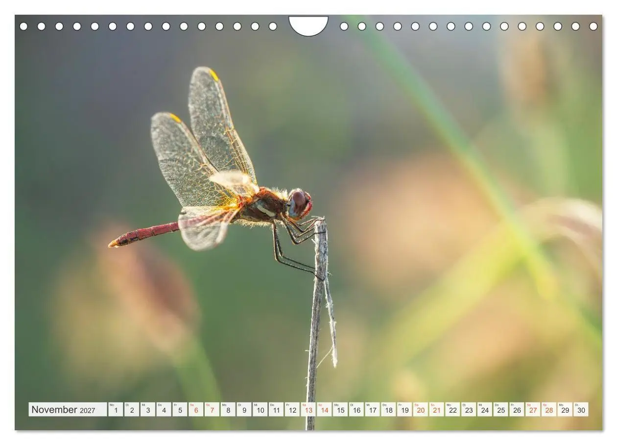 Bild: 9783516793192 | Libellenzauber (Wandkalender 2027 DIN A4 quer), CALVENDO...