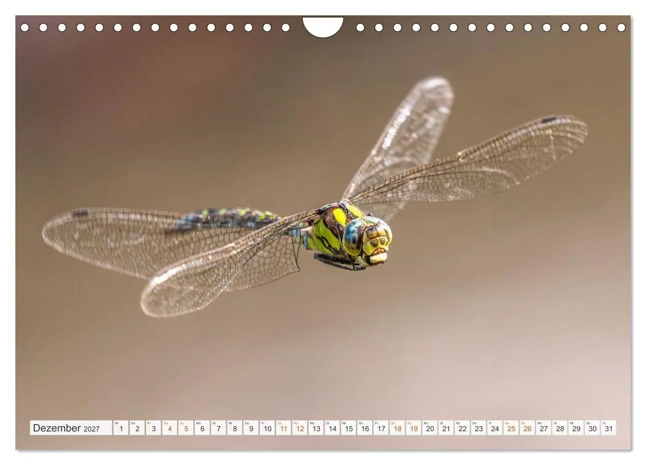 Bild: 9783516793192 | Libellenzauber (Wandkalender 2027 DIN A4 quer), CALVENDO...