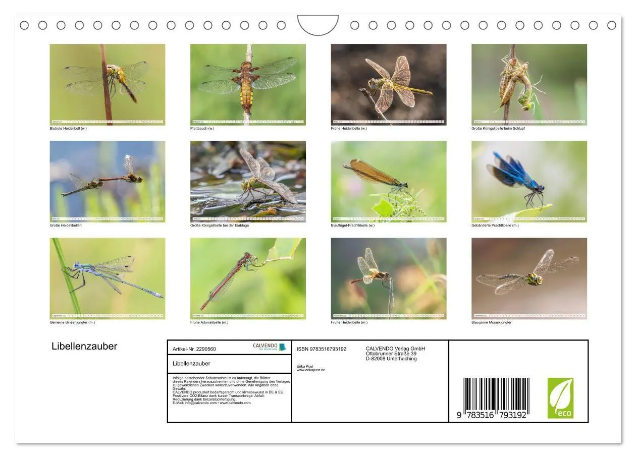 Bild: 9783516793192 | Libellenzauber (Wandkalender 2027 DIN A4 quer), CALVENDO...