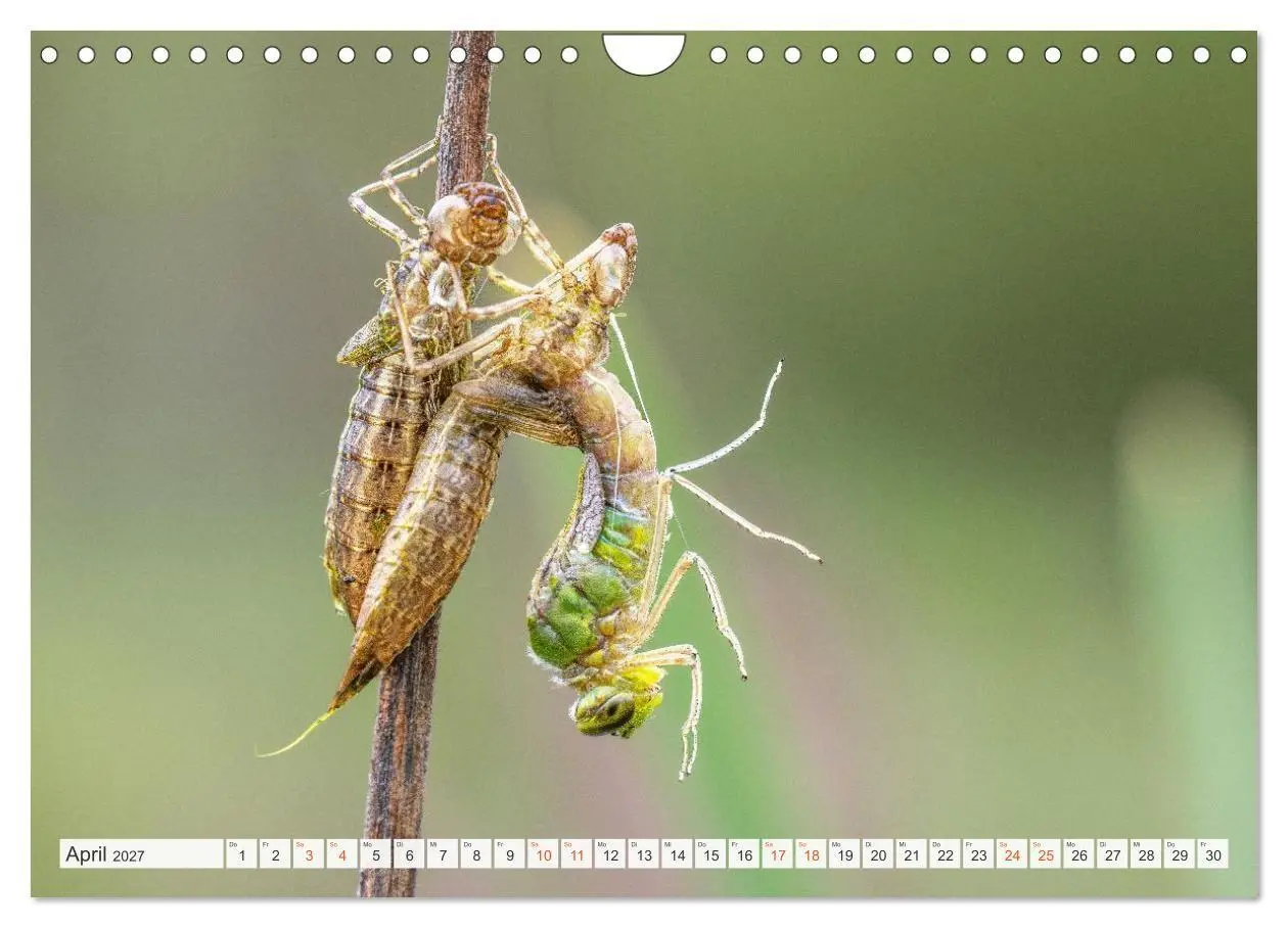 Bild: 9783516793192 | Libellenzauber (Wandkalender 2027 DIN A4 quer), CALVENDO...