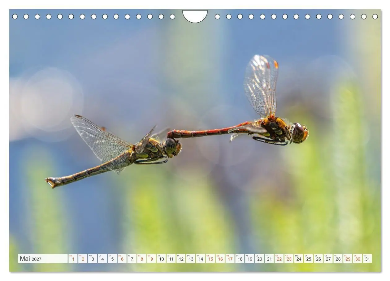 Bild: 9783516793192 | Libellenzauber (Wandkalender 2027 DIN A4 quer), CALVENDO...
