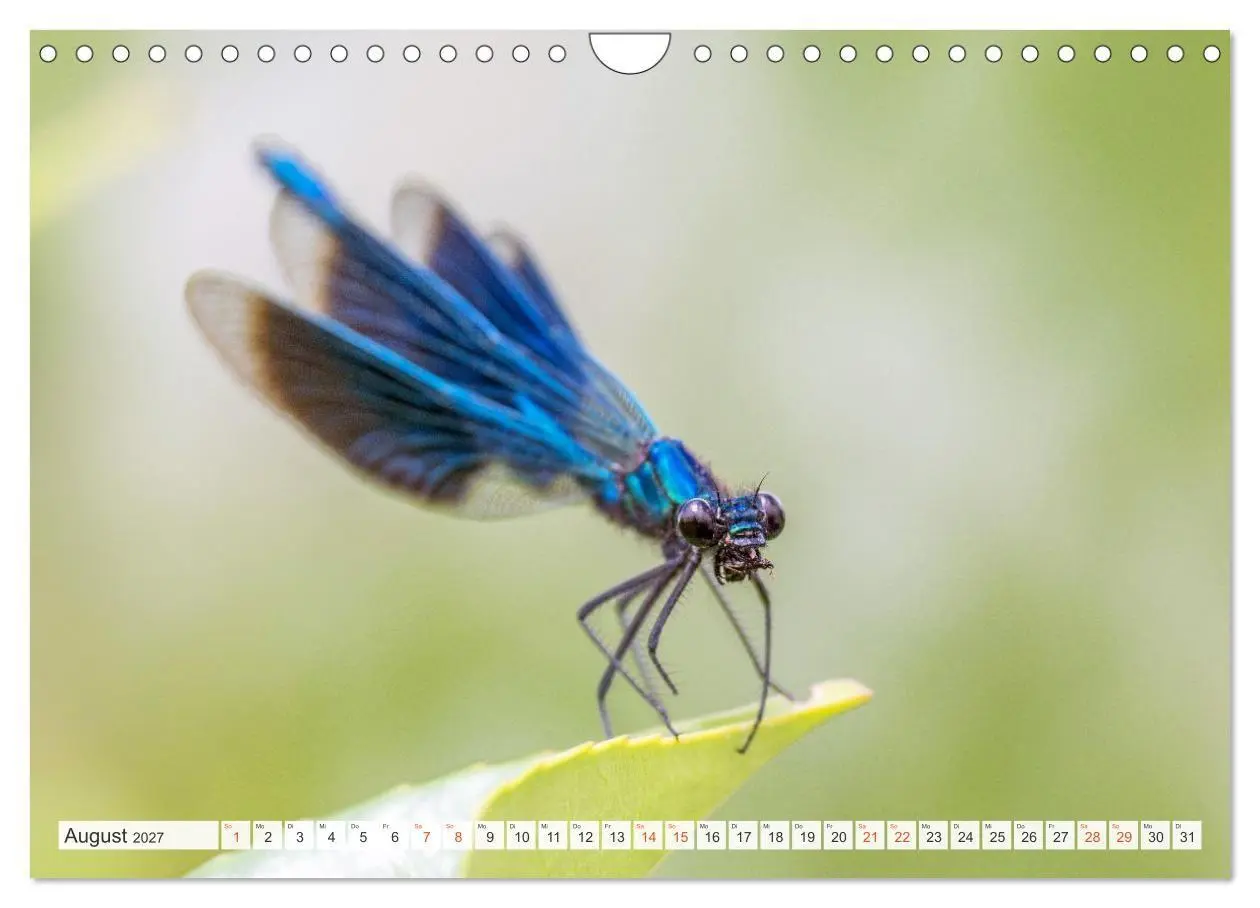 Bild: 9783516793192 | Libellenzauber (Wandkalender 2027 DIN A4 quer), CALVENDO...