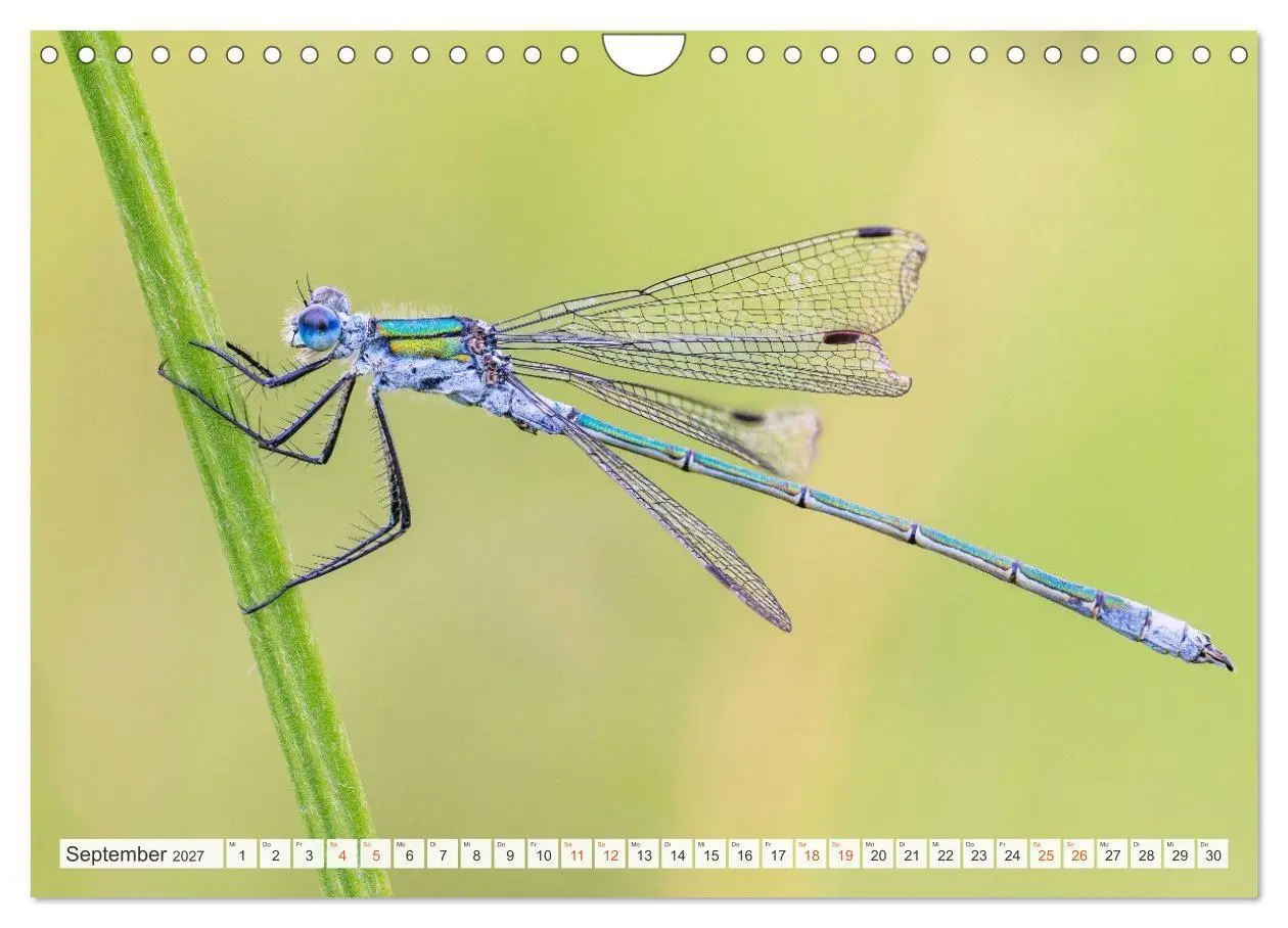 Bild: 9783516793192 | Libellenzauber (Wandkalender 2027 DIN A4 quer), CALVENDO...