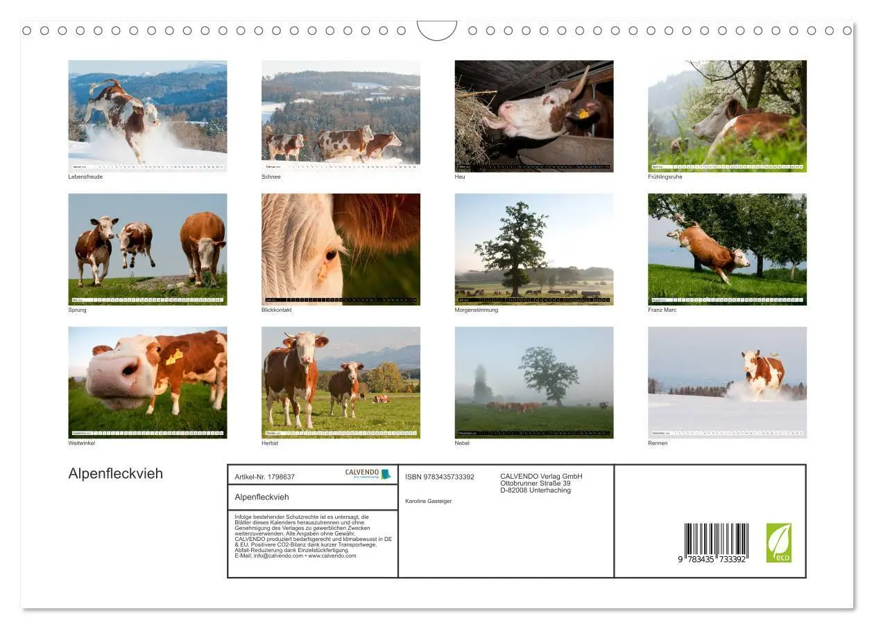 Bild: 9783435733392 | Alpenfleckvieh (Wandkalender 2025 DIN A3 quer), CALVENDO...