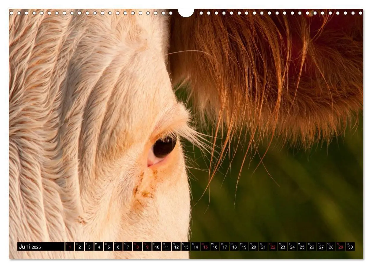 Bild: 9783435733392 | Alpenfleckvieh (Wandkalender 2025 DIN A3 quer), CALVENDO...
