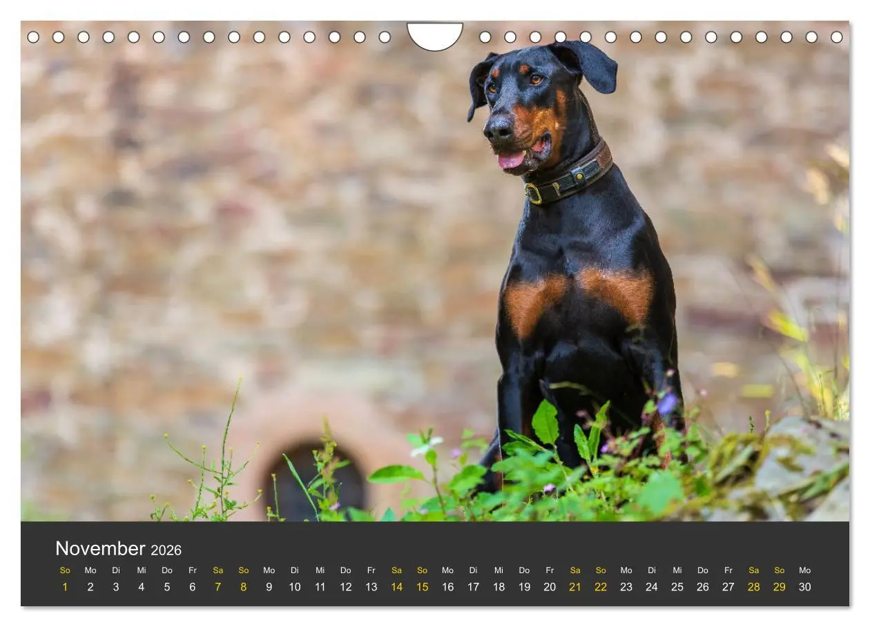 Bild: 9783516083392 | Dobermann 2026 (Wandkalender 2026 DIN A4 quer), CALVENDO...