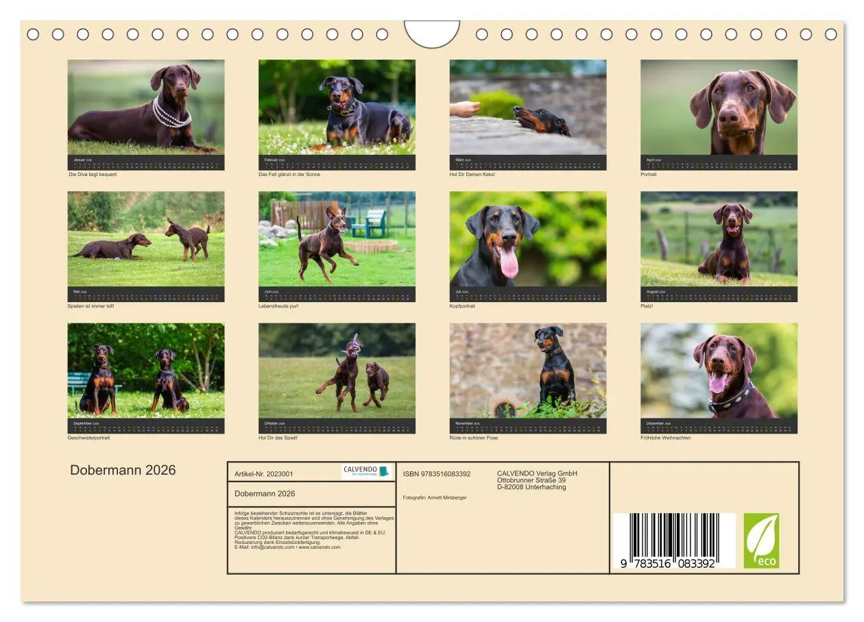 Bild: 9783516083392 | Dobermann 2026 (Wandkalender 2026 DIN A4 quer), CALVENDO...