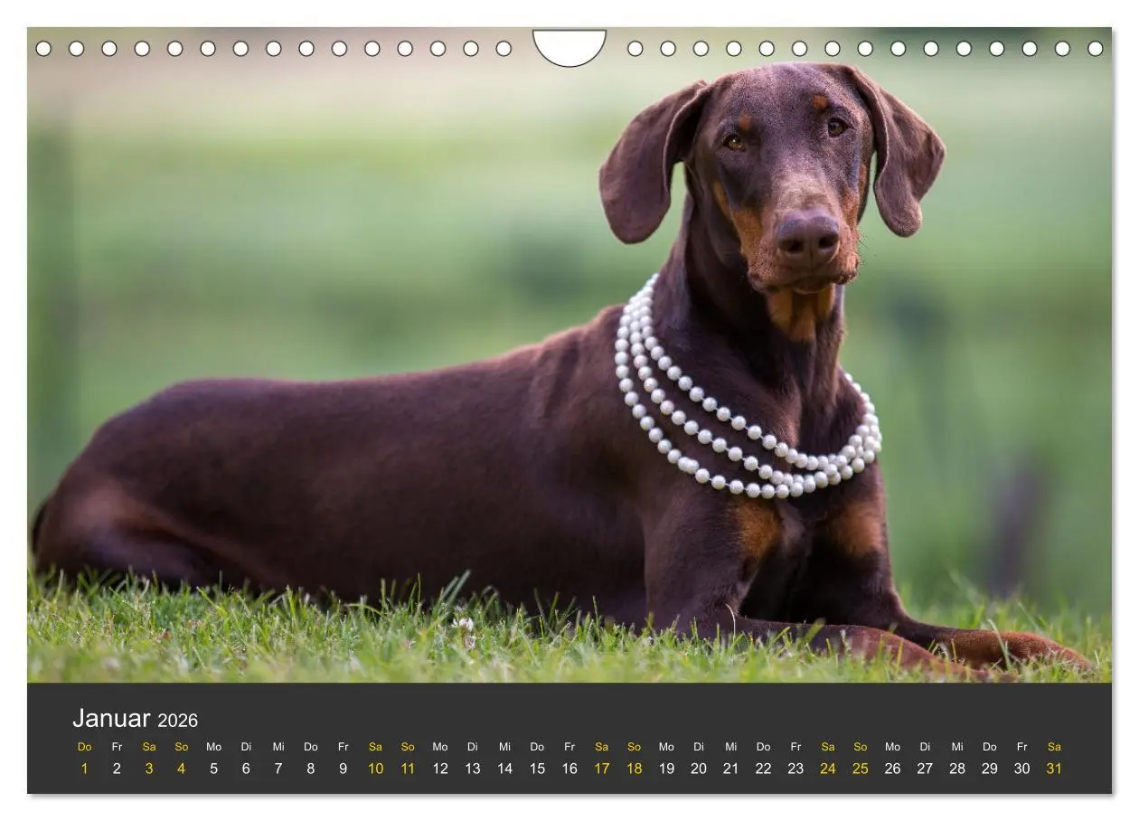 Bild: 9783516083392 | Dobermann 2026 (Wandkalender 2026 DIN A4 quer), CALVENDO...