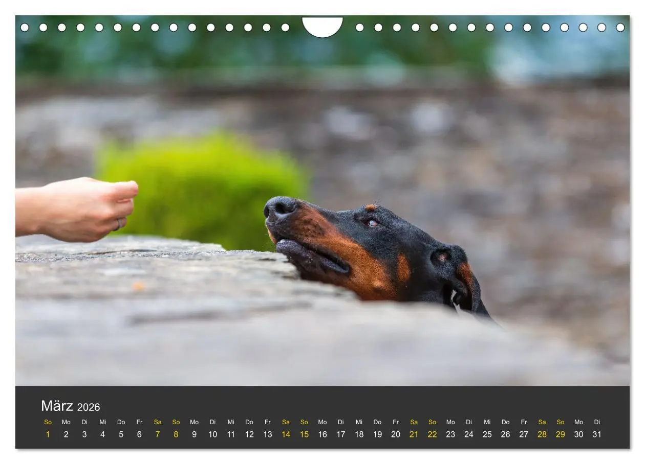 Bild: 9783516083392 | Dobermann 2026 (Wandkalender 2026 DIN A4 quer), CALVENDO...