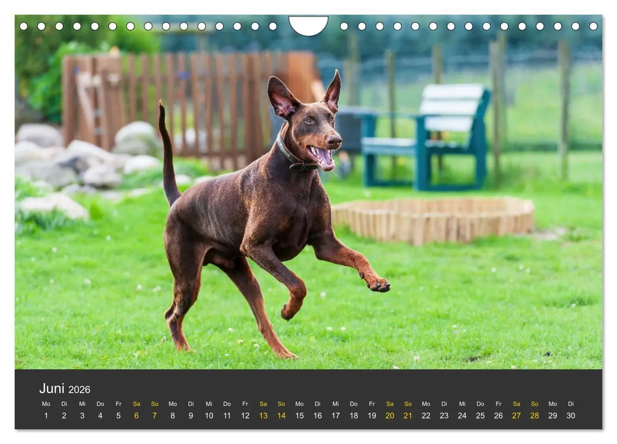 Bild: 9783516083392 | Dobermann 2026 (Wandkalender 2026 DIN A4 quer), CALVENDO...