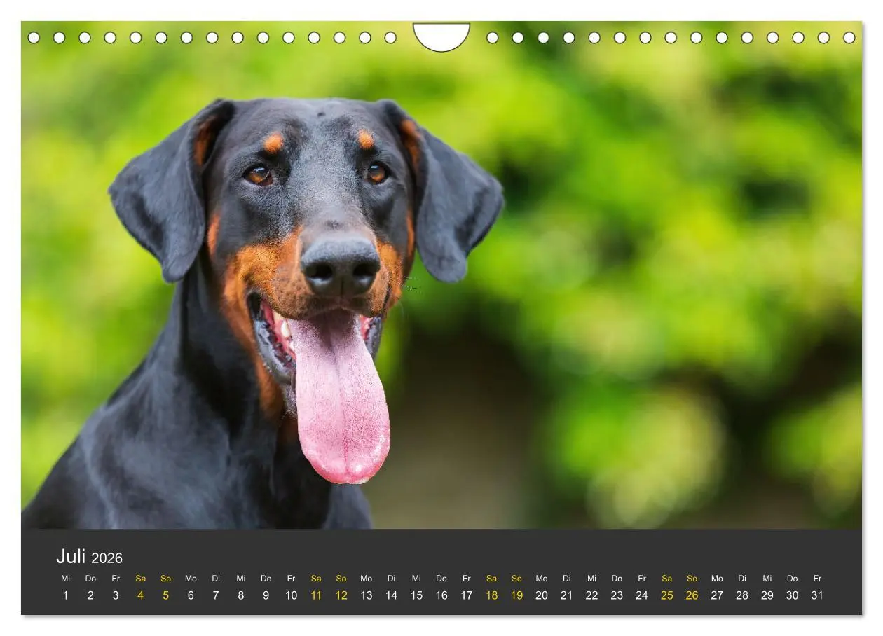 Bild: 9783516083392 | Dobermann 2026 (Wandkalender 2026 DIN A4 quer), CALVENDO...