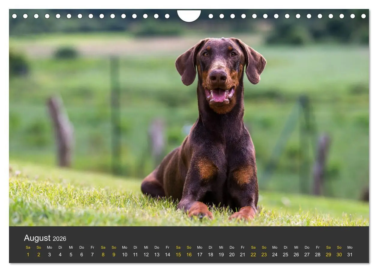 Bild: 9783516083392 | Dobermann 2026 (Wandkalender 2026 DIN A4 quer), CALVENDO...