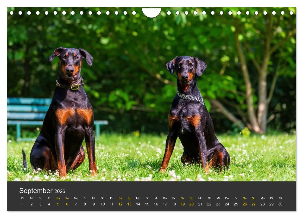Bild: 9783516083392 | Dobermann 2026 (Wandkalender 2026 DIN A4 quer), CALVENDO...