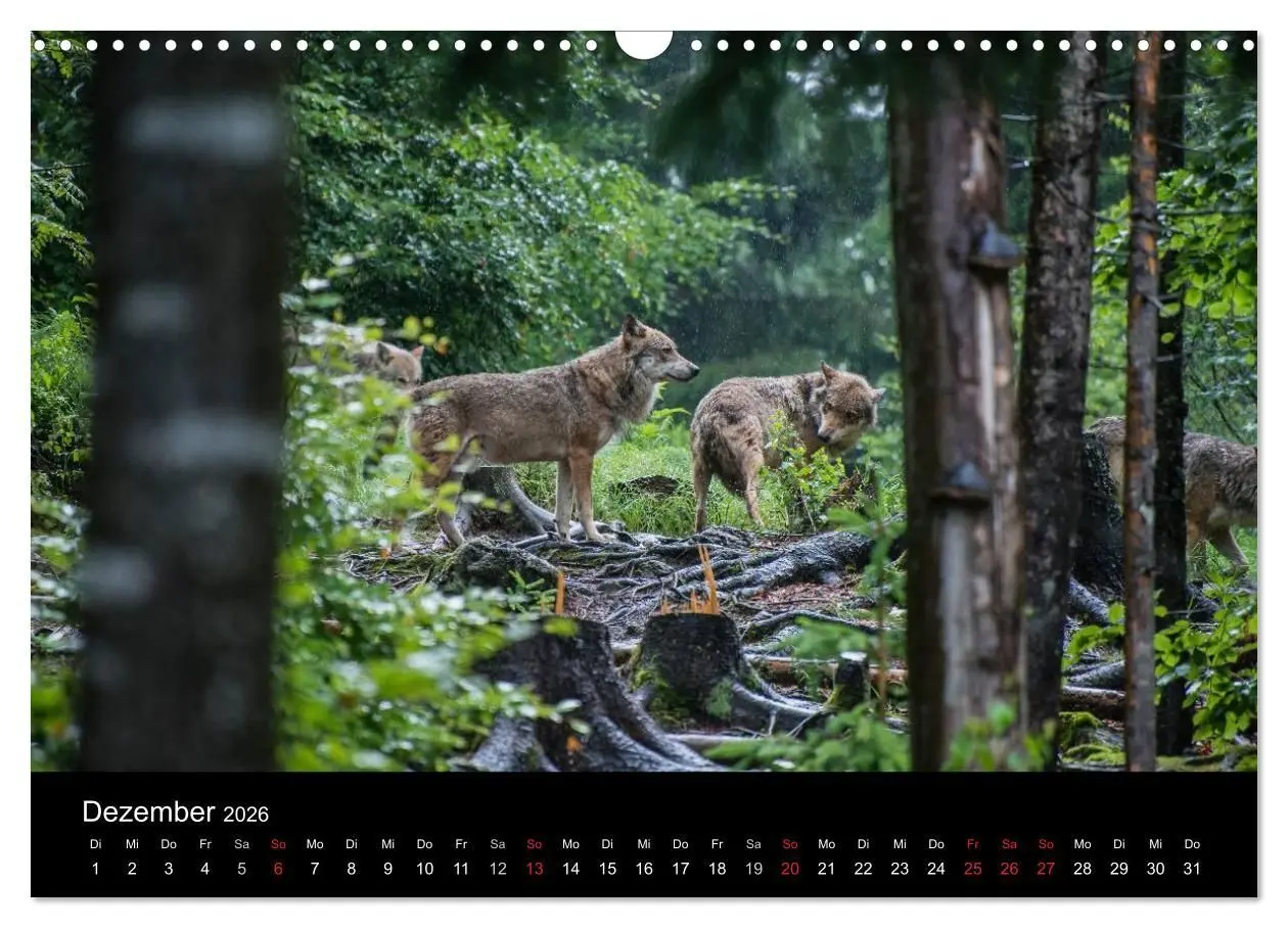 Bild: 9783516153392 | Bayerischer Wald (Wandkalender 2026 DIN A3 quer), CALVENDO...