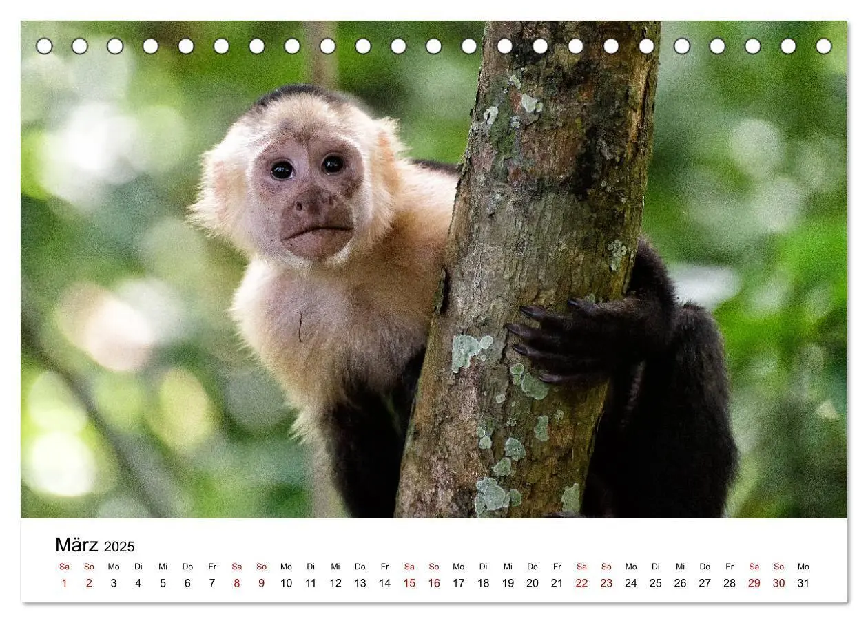 Bild: 9783435273492 | Costa Rica - das Naturparadies (Tischkalender 2025 DIN A5 quer),...
