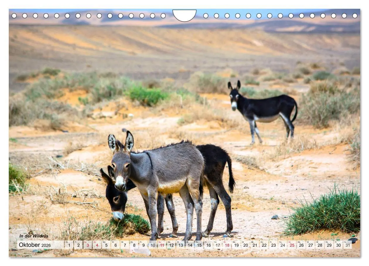 Bild: 9783457293492 | Marokko - Symphonie aus Licht und Farben (Wandkalender 2026 DIN A4...