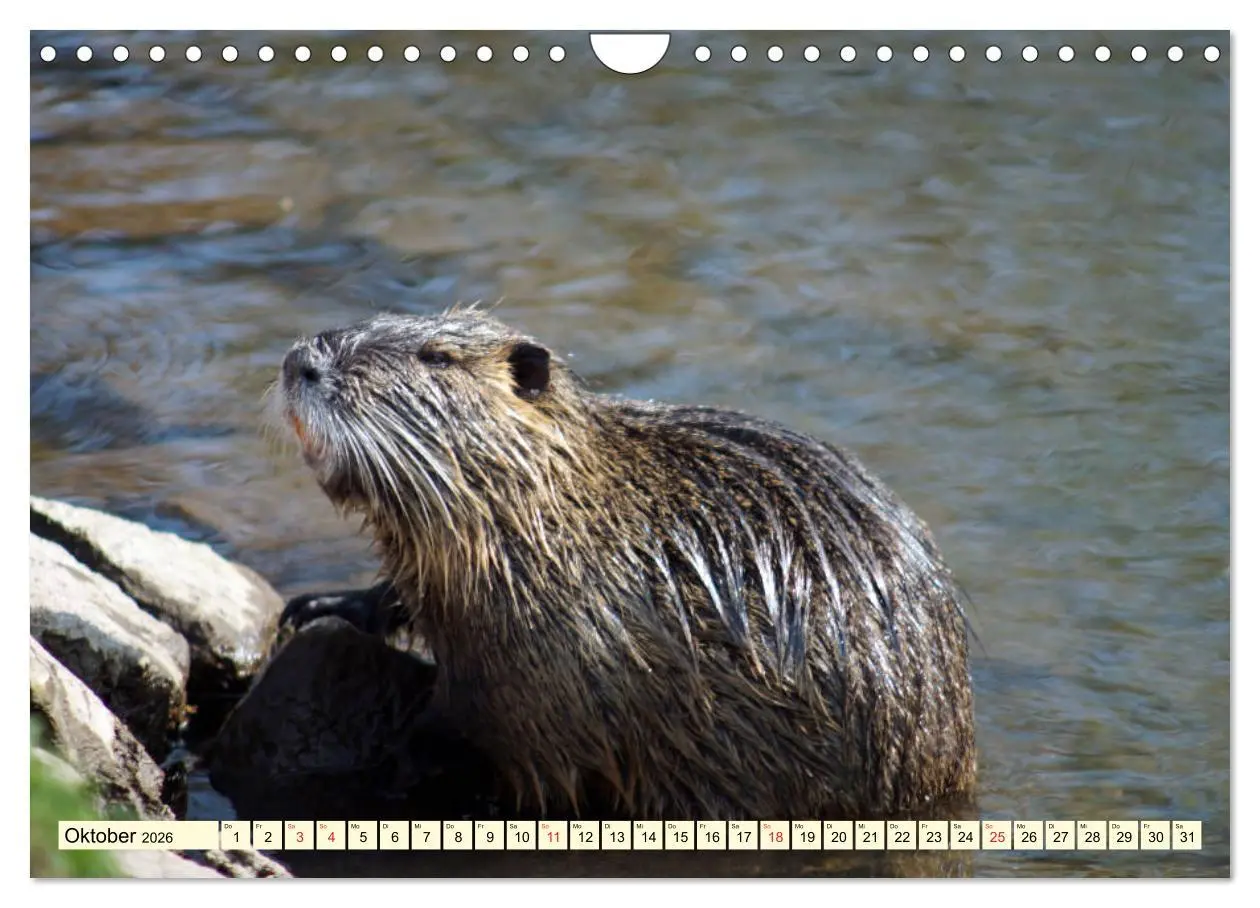 Bild: 9783457813492 | Nutrias Peißnitzinsel Halle Saale (Wandkalender 2026 DIN A4 quer),...