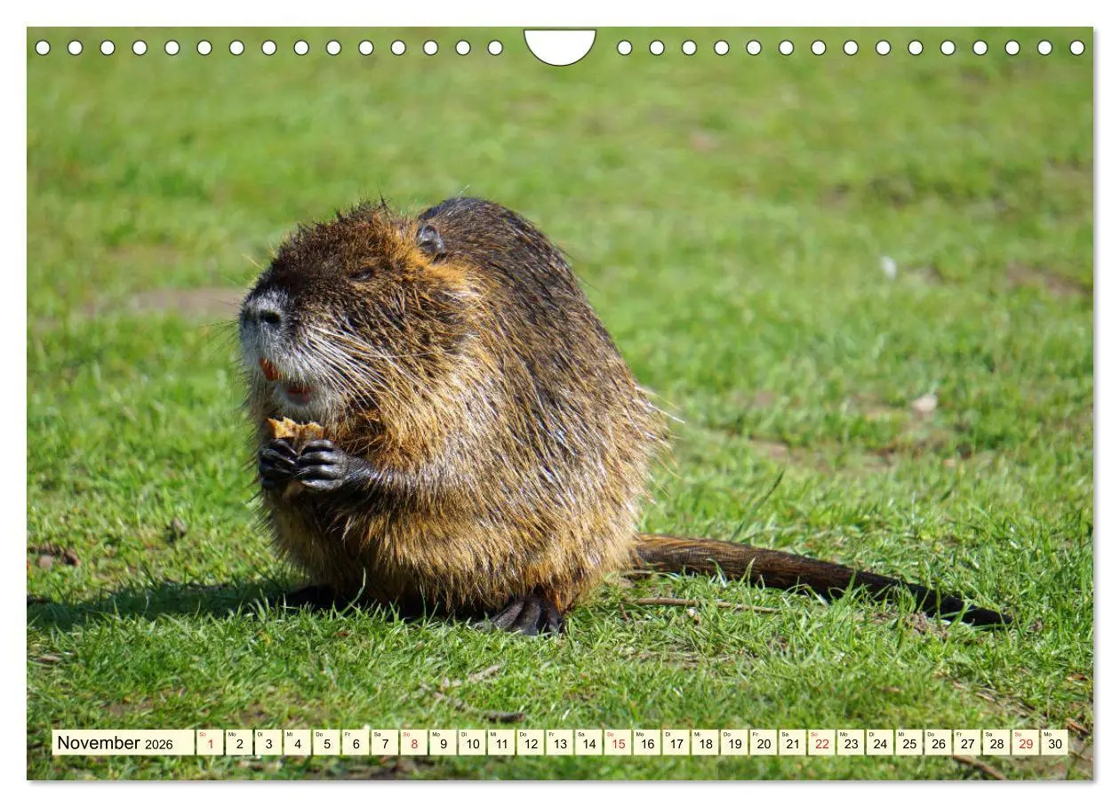 Bild: 9783457813492 | Nutrias Peißnitzinsel Halle Saale (Wandkalender 2026 DIN A4 quer),...