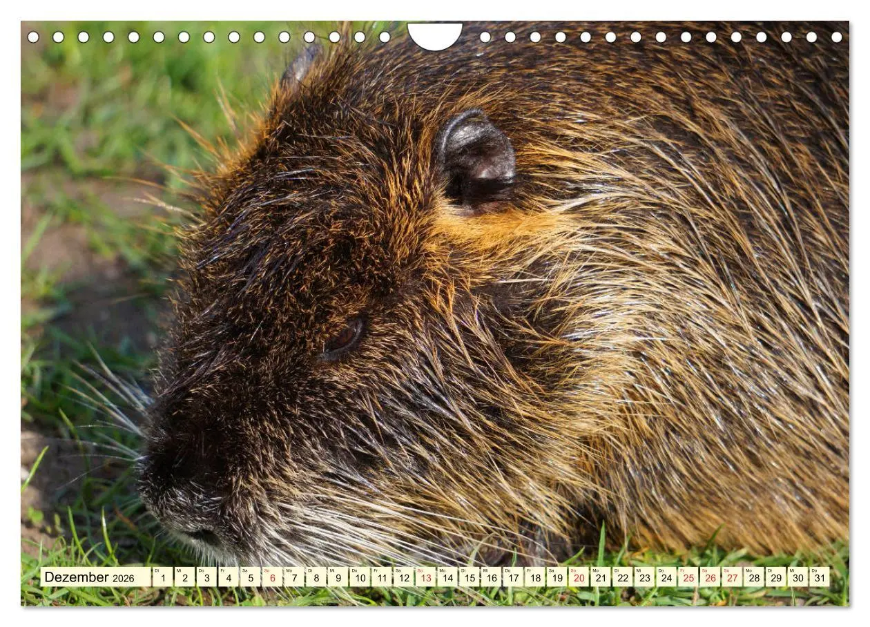 Bild: 9783457813492 | Nutrias Peißnitzinsel Halle Saale (Wandkalender 2026 DIN A4 quer),...