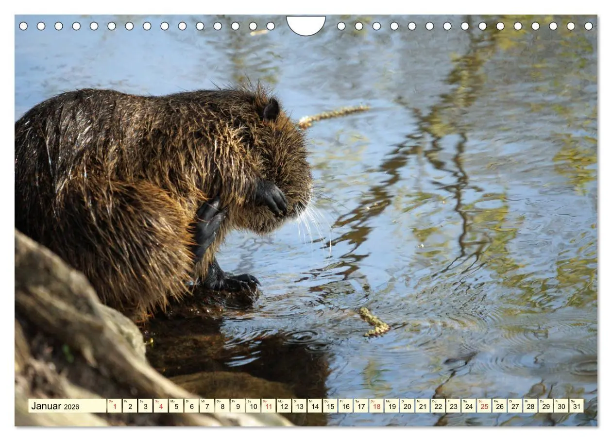 Bild: 9783457813492 | Nutrias Peißnitzinsel Halle Saale (Wandkalender 2026 DIN A4 quer),...