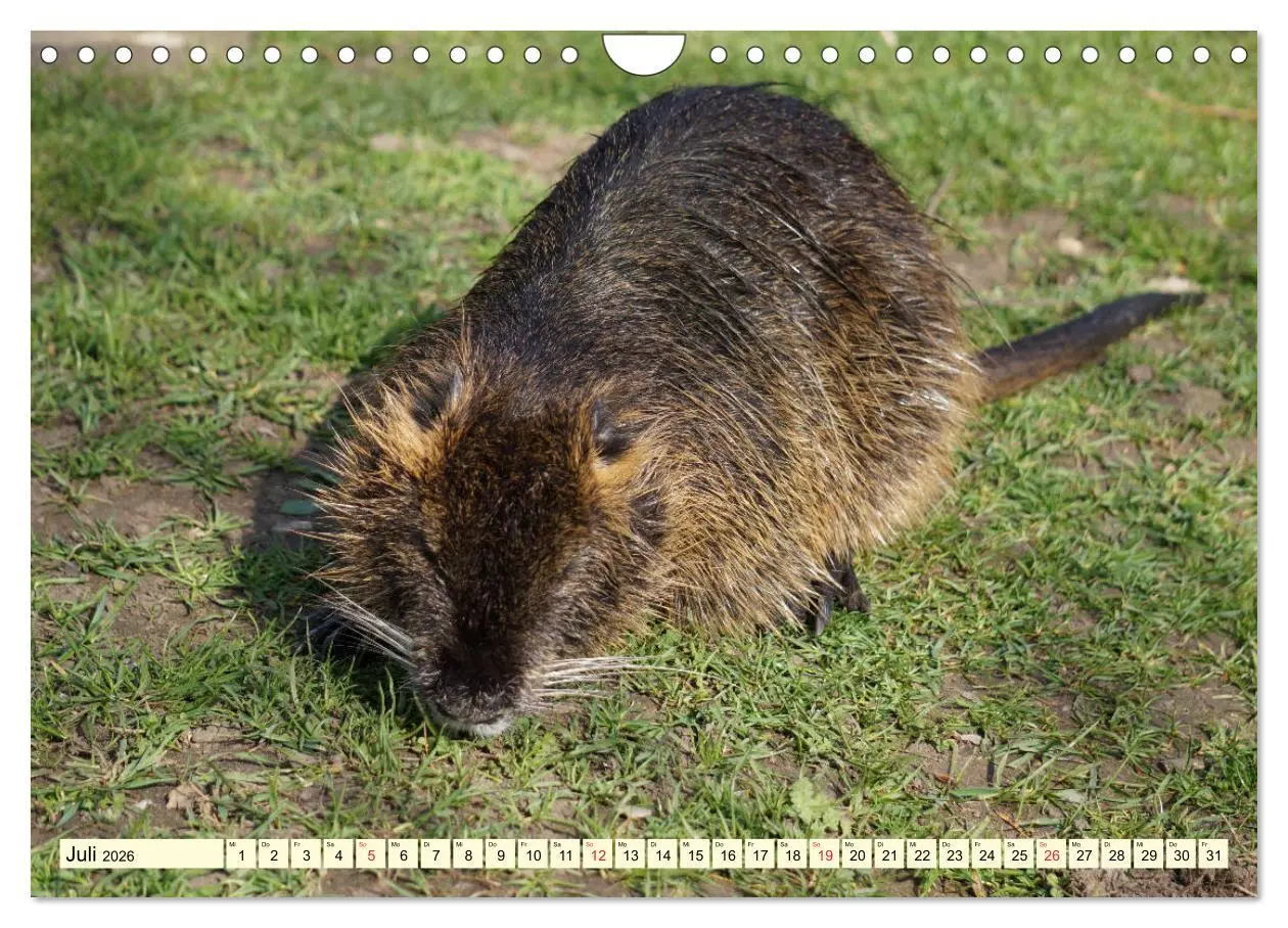 Bild: 9783457813492 | Nutrias Peißnitzinsel Halle Saale (Wandkalender 2026 DIN A4 quer),...