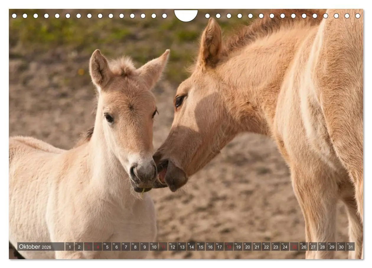 Bild: 9783457983492 | Fohlen - Lustige Pferdekinder (Wandkalender 2026 DIN A4 quer),...