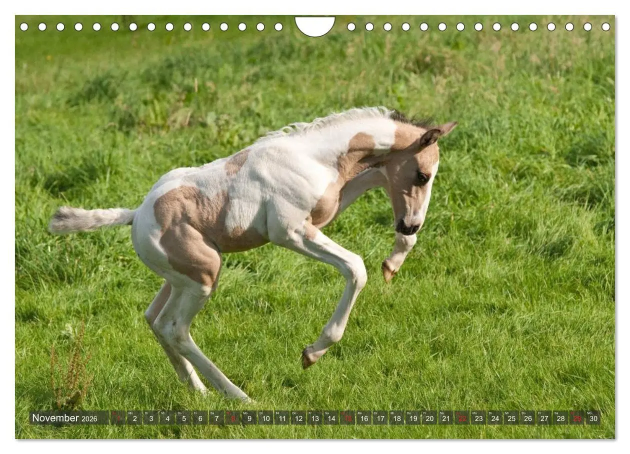 Bild: 9783457983492 | Fohlen - Lustige Pferdekinder (Wandkalender 2026 DIN A4 quer),...