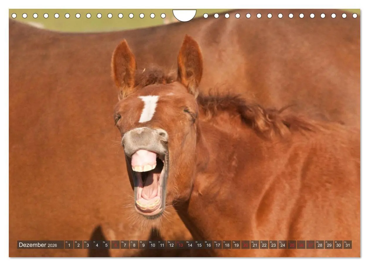 Bild: 9783457983492 | Fohlen - Lustige Pferdekinder (Wandkalender 2026 DIN A4 quer),...