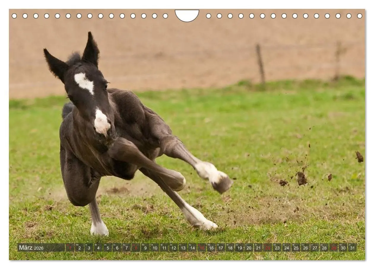 Bild: 9783457983492 | Fohlen - Lustige Pferdekinder (Wandkalender 2026 DIN A4 quer),...