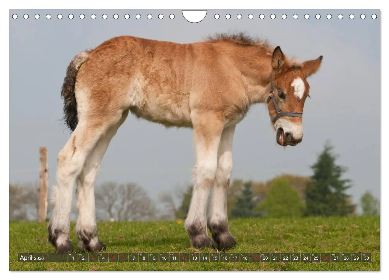 Bild: 9783457983492 | Fohlen - Lustige Pferdekinder (Wandkalender 2026 DIN A4 quer),...