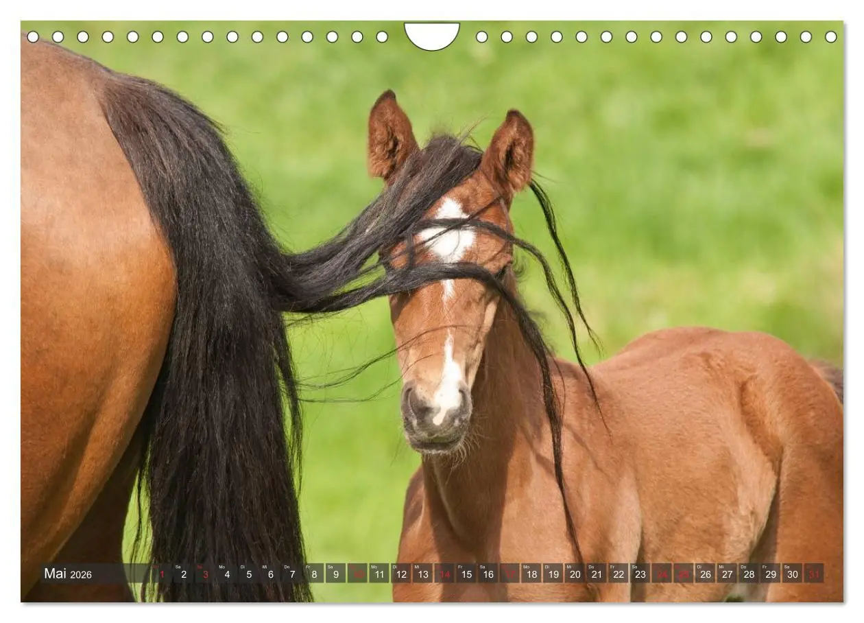 Bild: 9783457983492 | Fohlen - Lustige Pferdekinder (Wandkalender 2026 DIN A4 quer),...