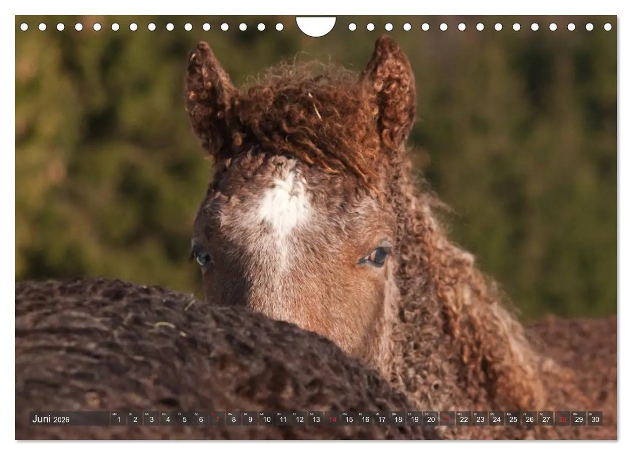 Bild: 9783457983492 | Fohlen - Lustige Pferdekinder (Wandkalender 2026 DIN A4 quer),...